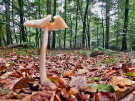 herfst_paddenstoelen